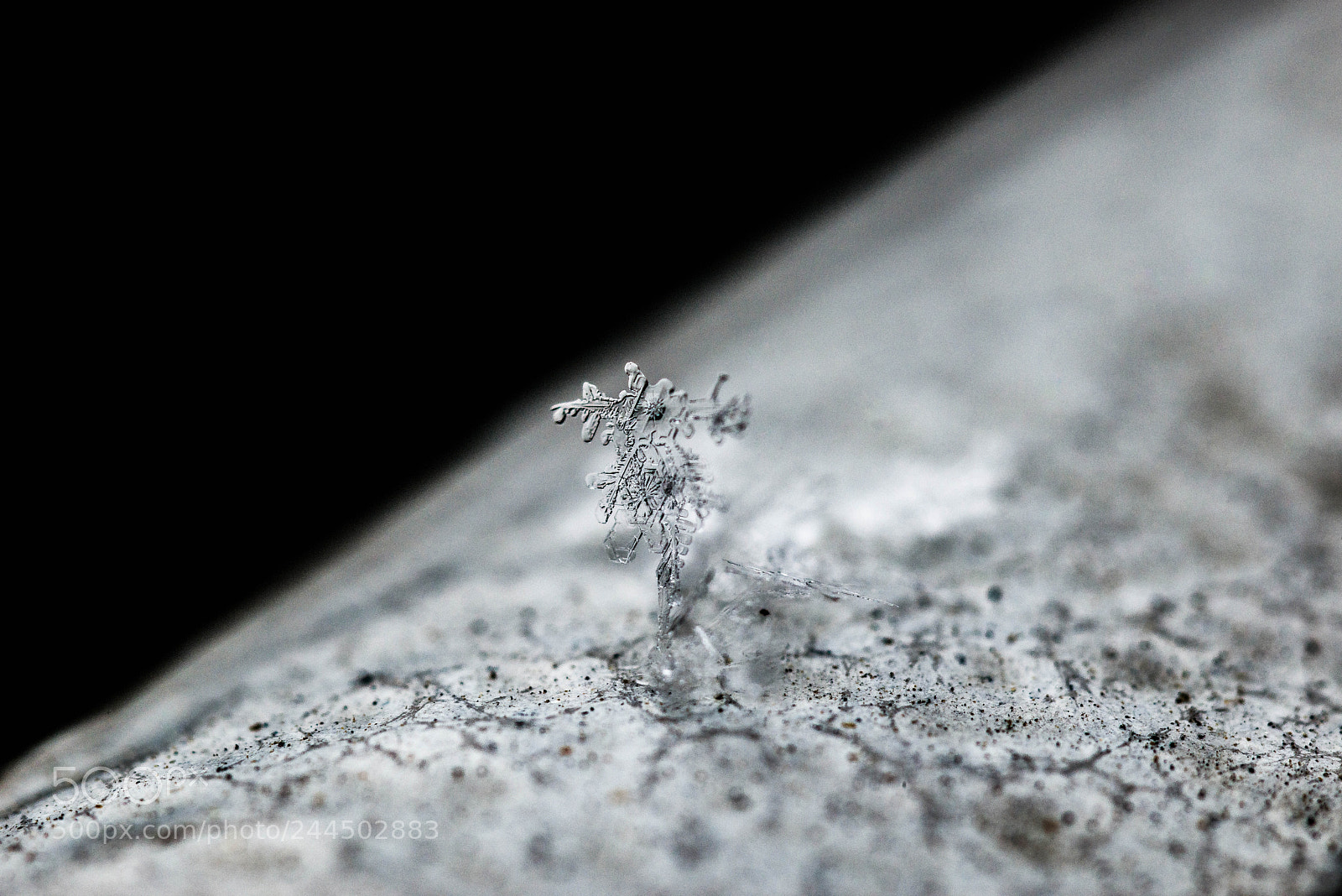 Nikon D800 sample photo. Alone photography