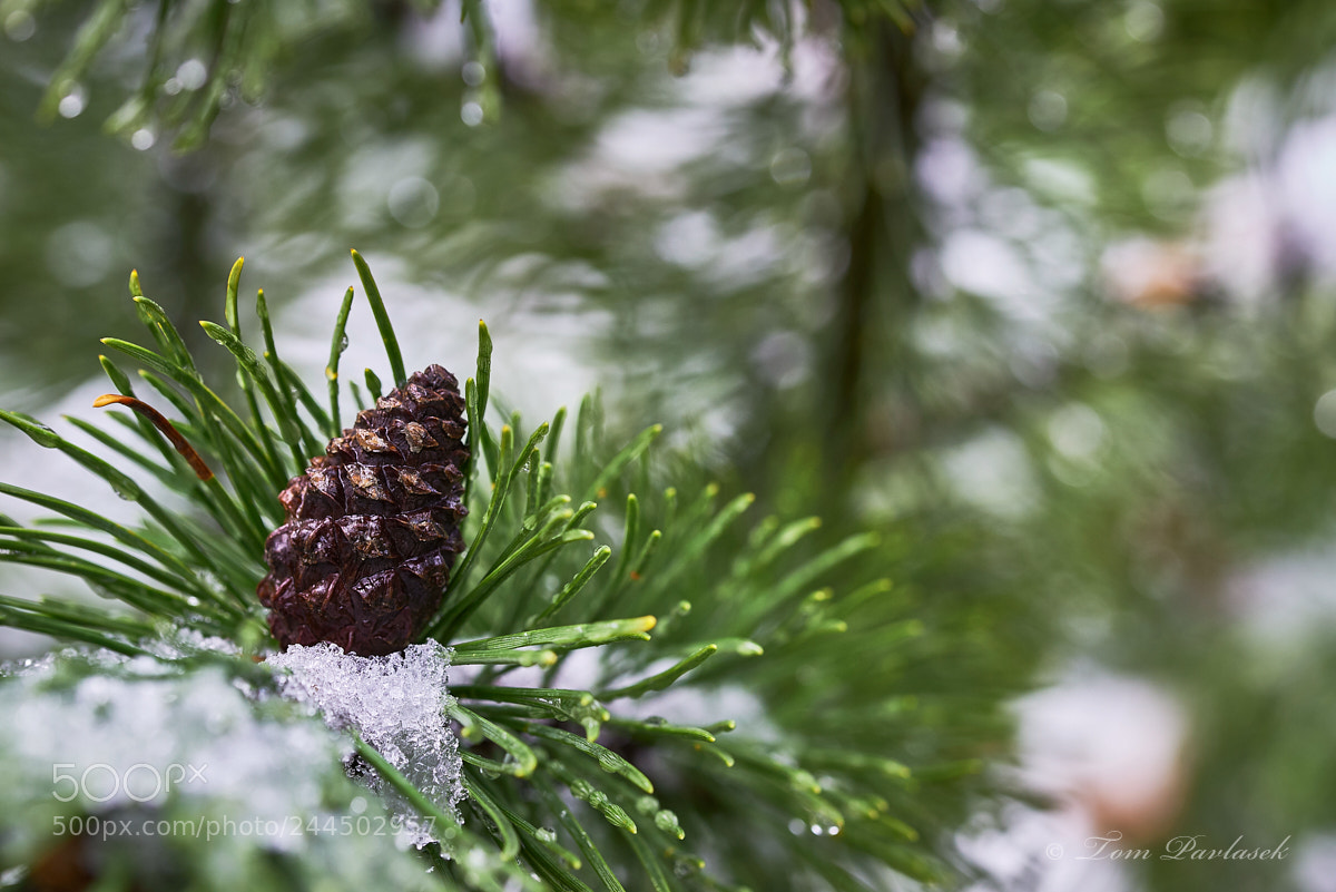 Nikon D600 sample photo. Pine cone with snow photography