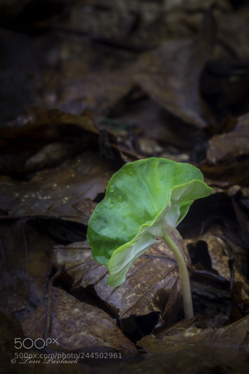 Nikon D600 sample photo. Growing beech seed photography
