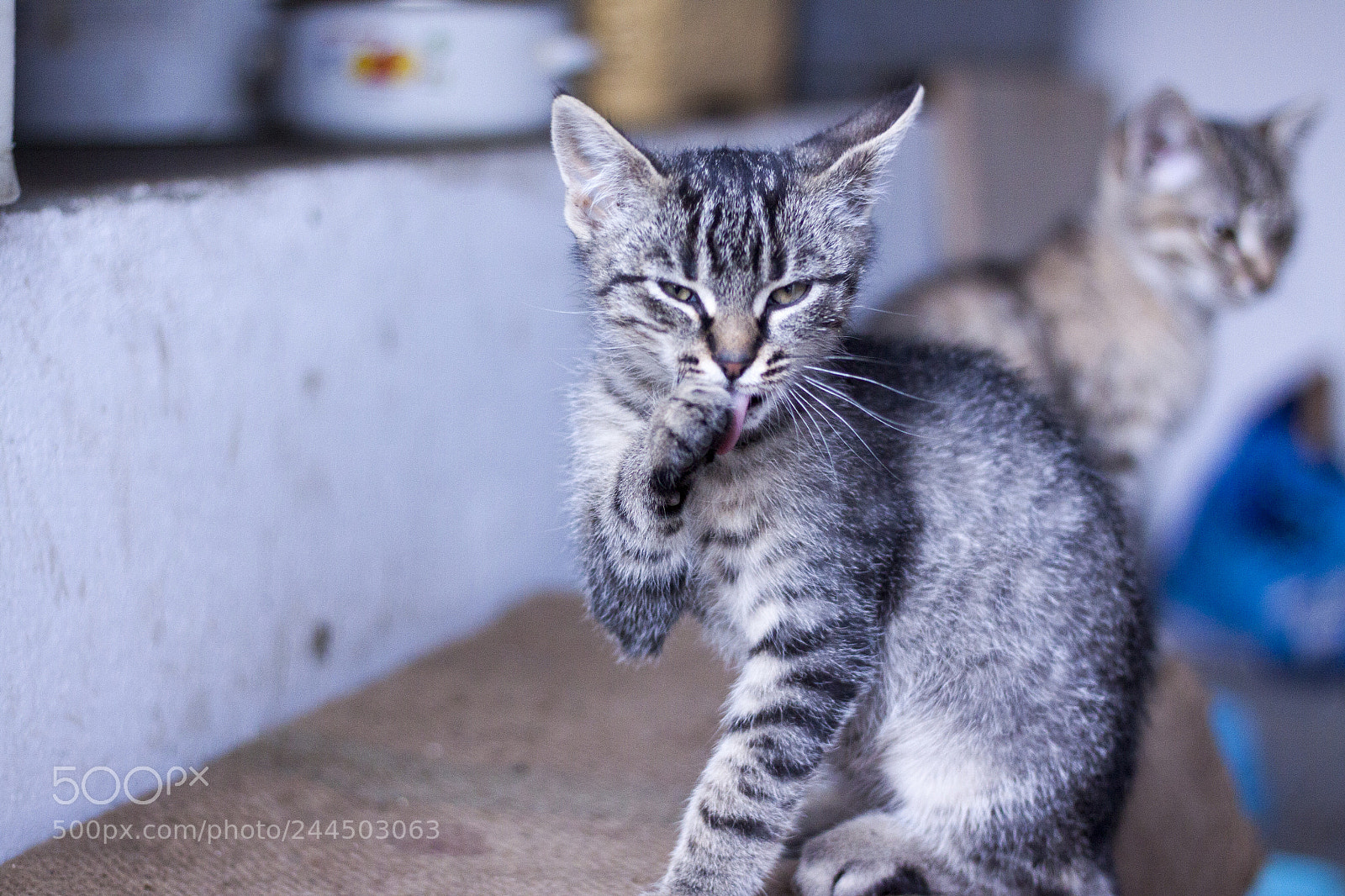 Canon EOS 50D sample photo. Felix&kira photography