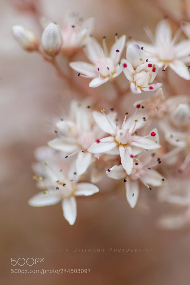 Canon EOS 7D Mark II sample photo. Soft lights photography