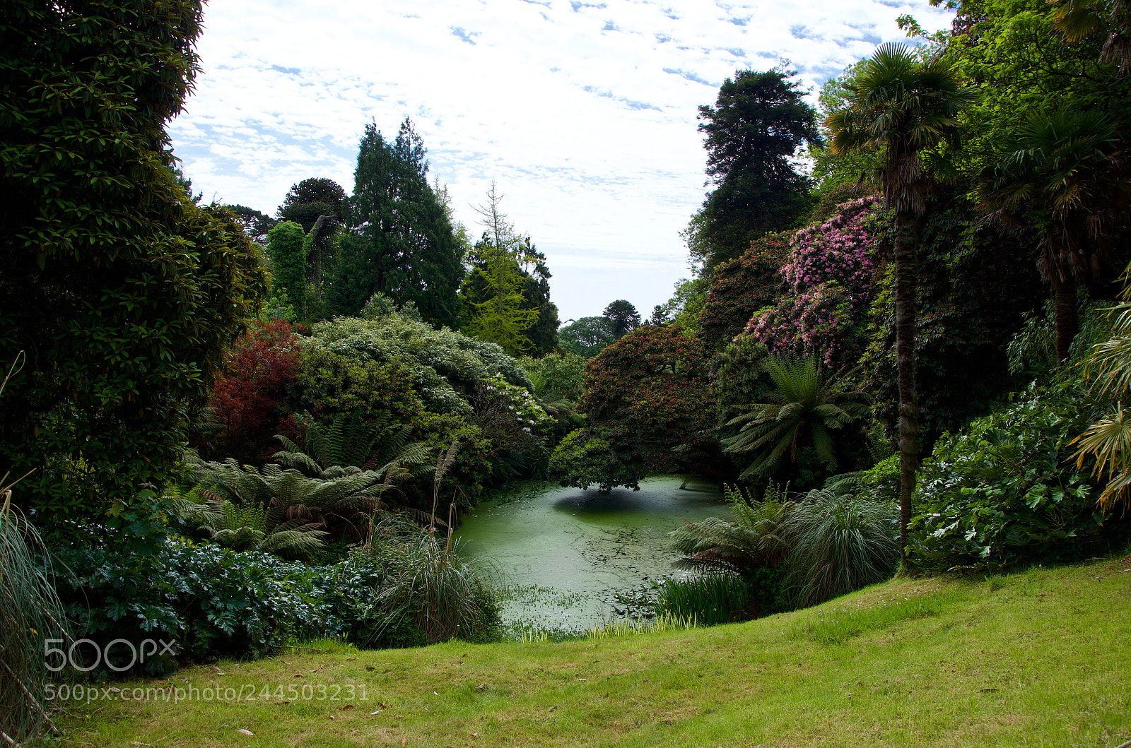 Nikon D5100 sample photo. The jungle photography
