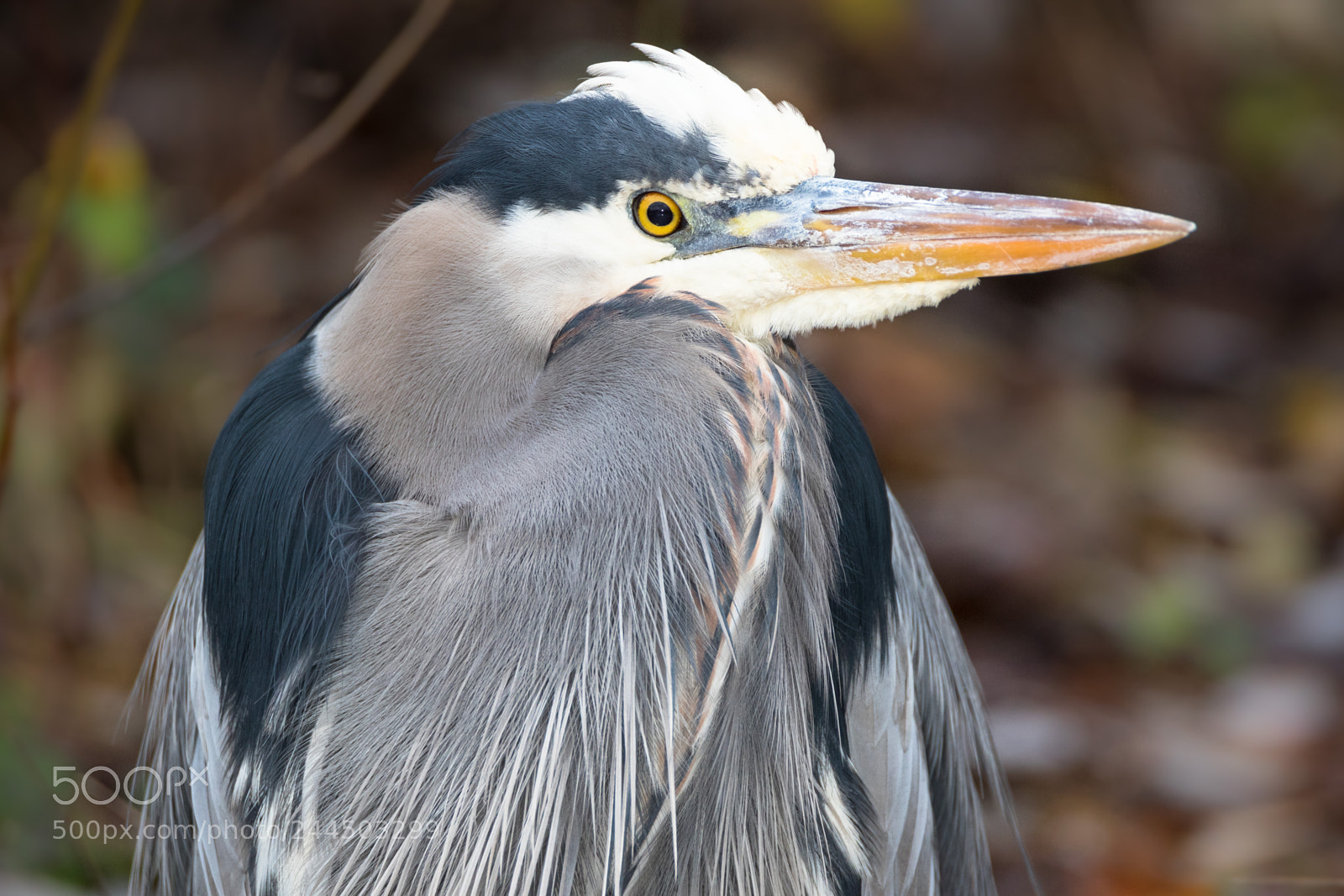 Canon EOS 7D Mark II sample photo. Kk0a7074-2.jpg photography