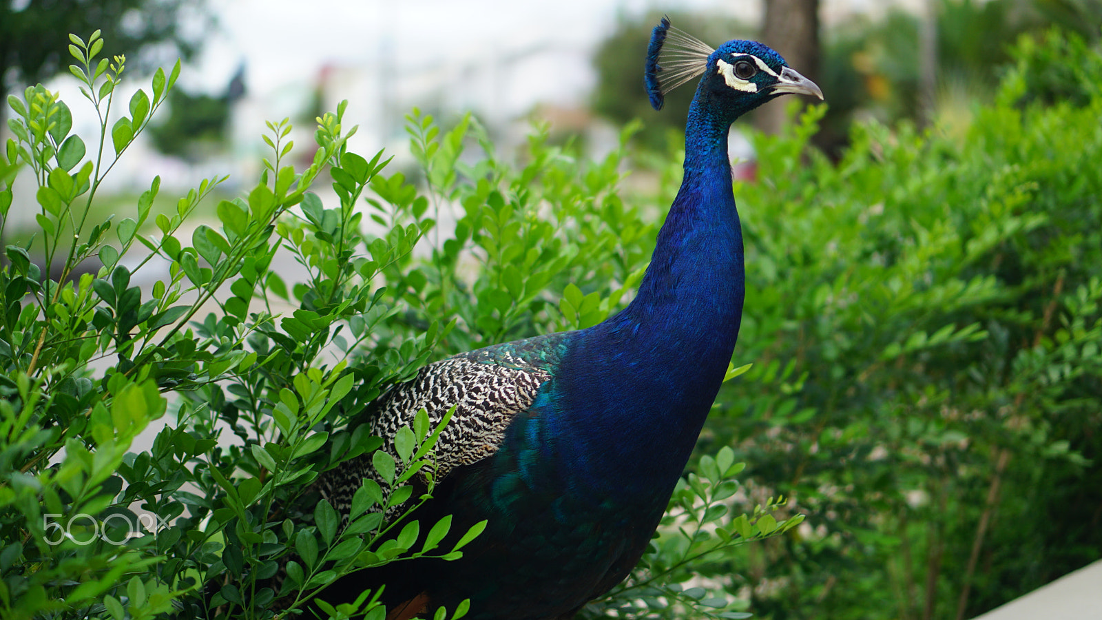 Sony a6000 + Sony E 35mm F1.8 OSS sample photo. Pavão azul photography