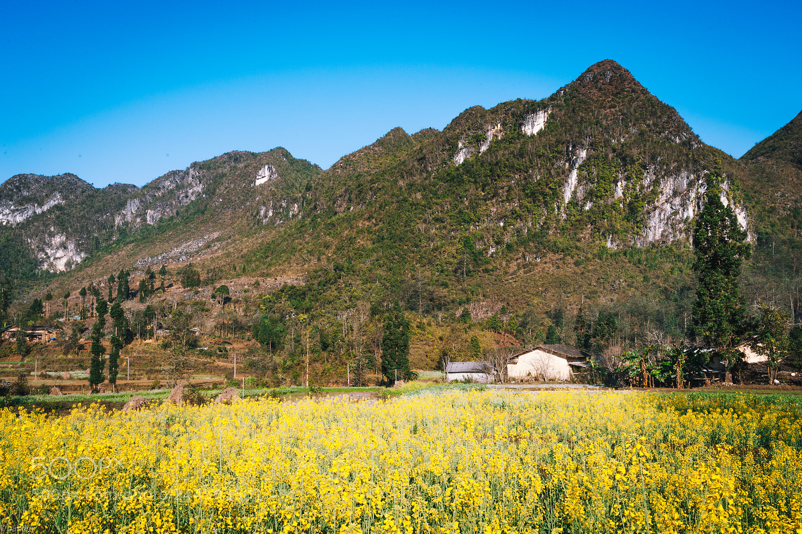 Nikon D700 sample photo. Flower field photography