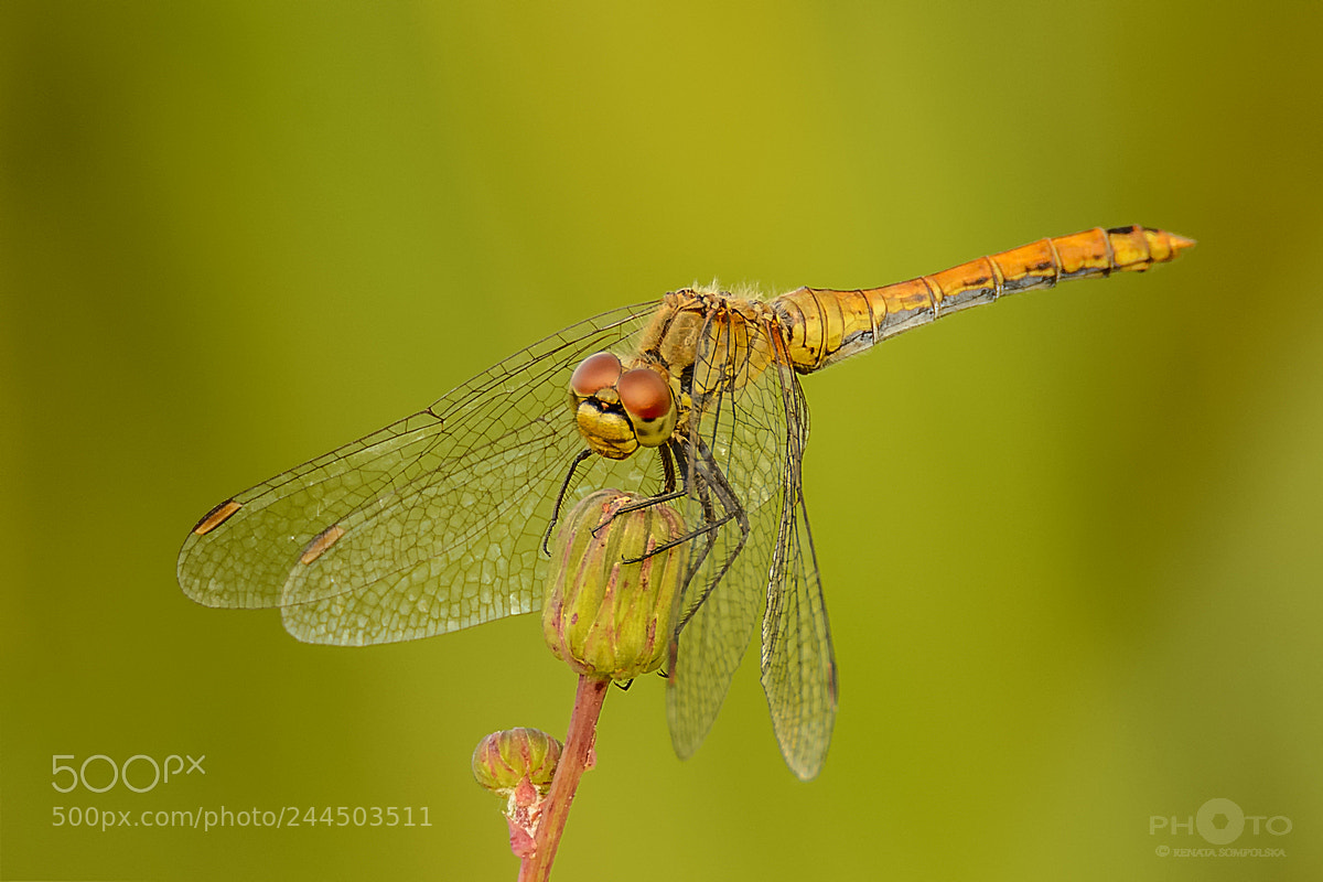 Nikon D7100 sample photo. Szablak krwisty sympetrum sanguineum photography