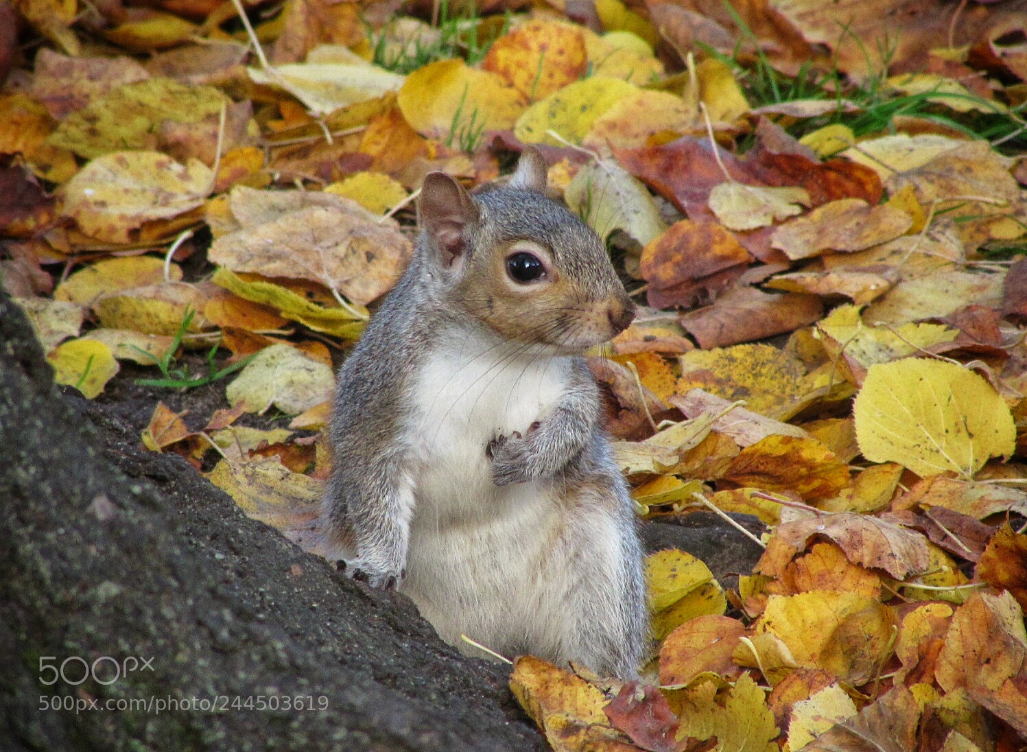 Canon PowerShot SX510 HS sample photo. Squirrel photography