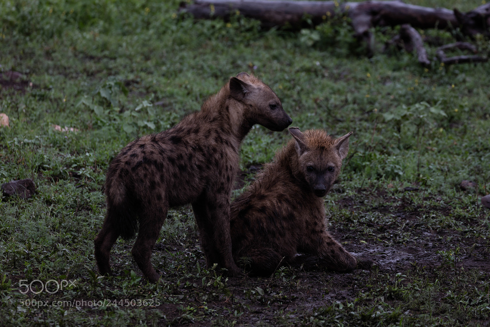 Canon EOS 5DS R sample photo. Young spotted hyenas photography