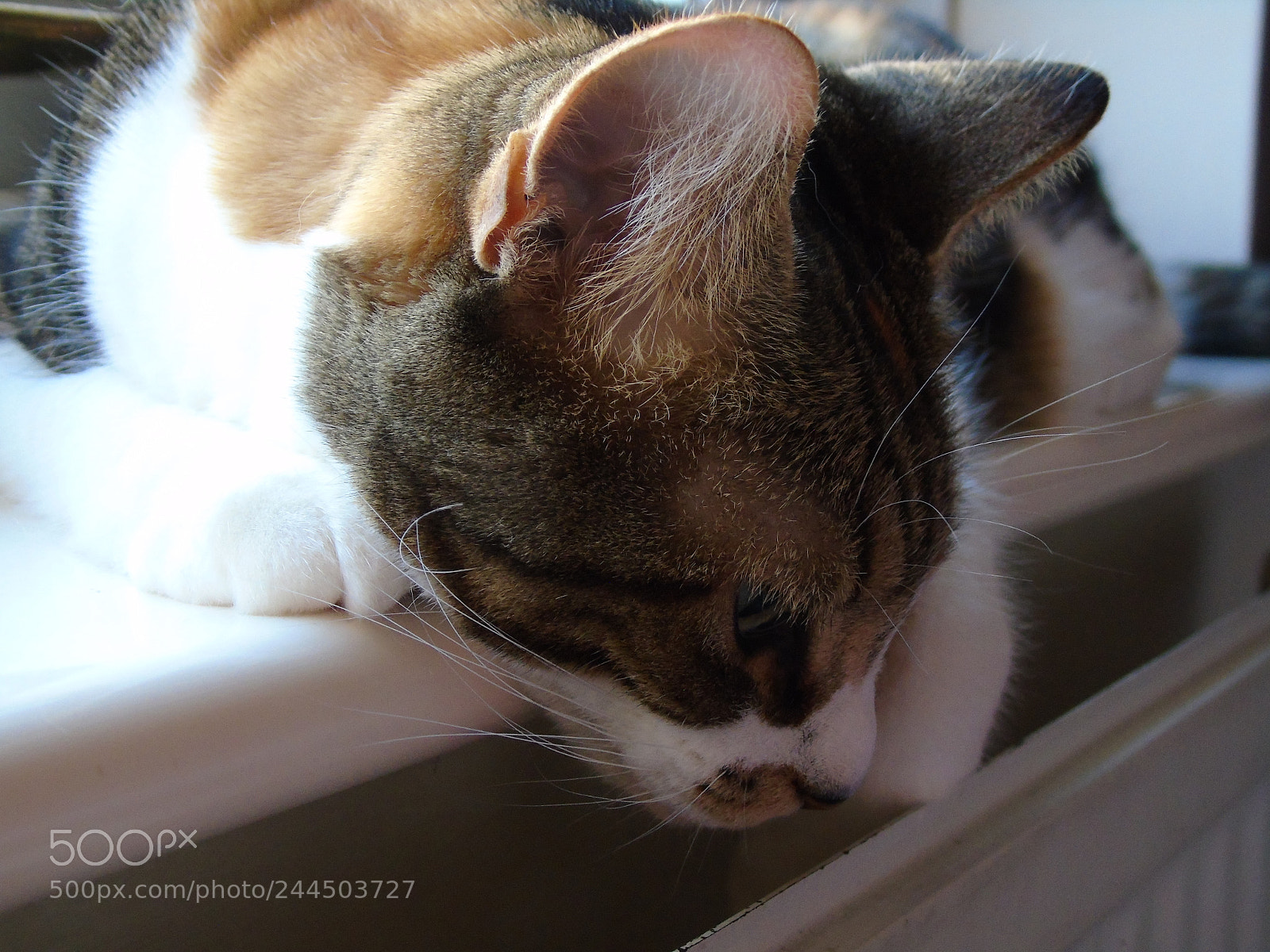 Sony Cyber-shot DSC-H400 sample photo. River on the windowsill photography