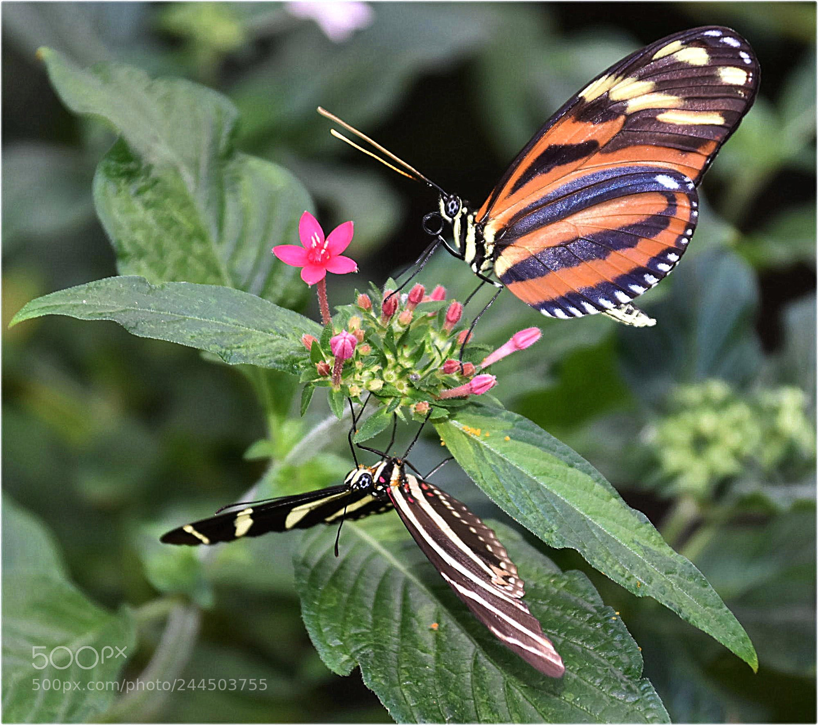 Nikon D7200 sample photo. "nectar-bar" photography