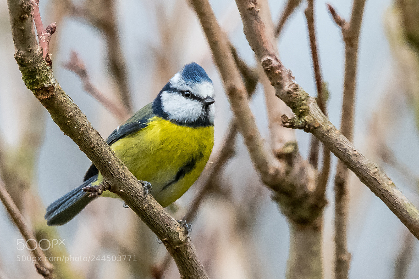 Nikon D850 sample photo. Tufty! photography