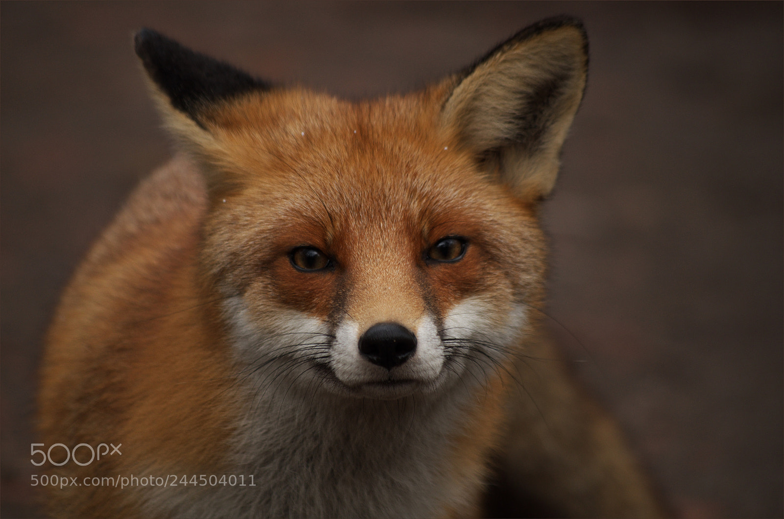 Pentax K-50 sample photo. °smiling.fox° photography
