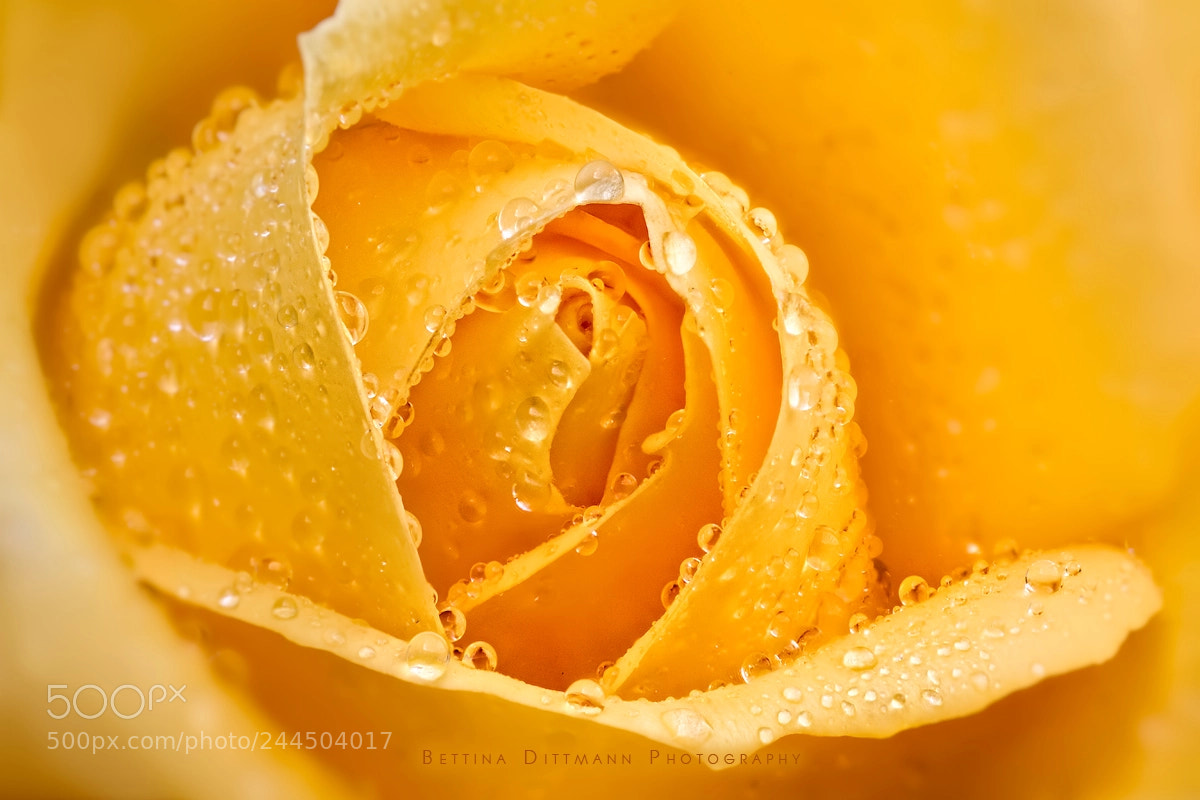 Canon EOS 7D Mark II sample photo. Yellow rose photography