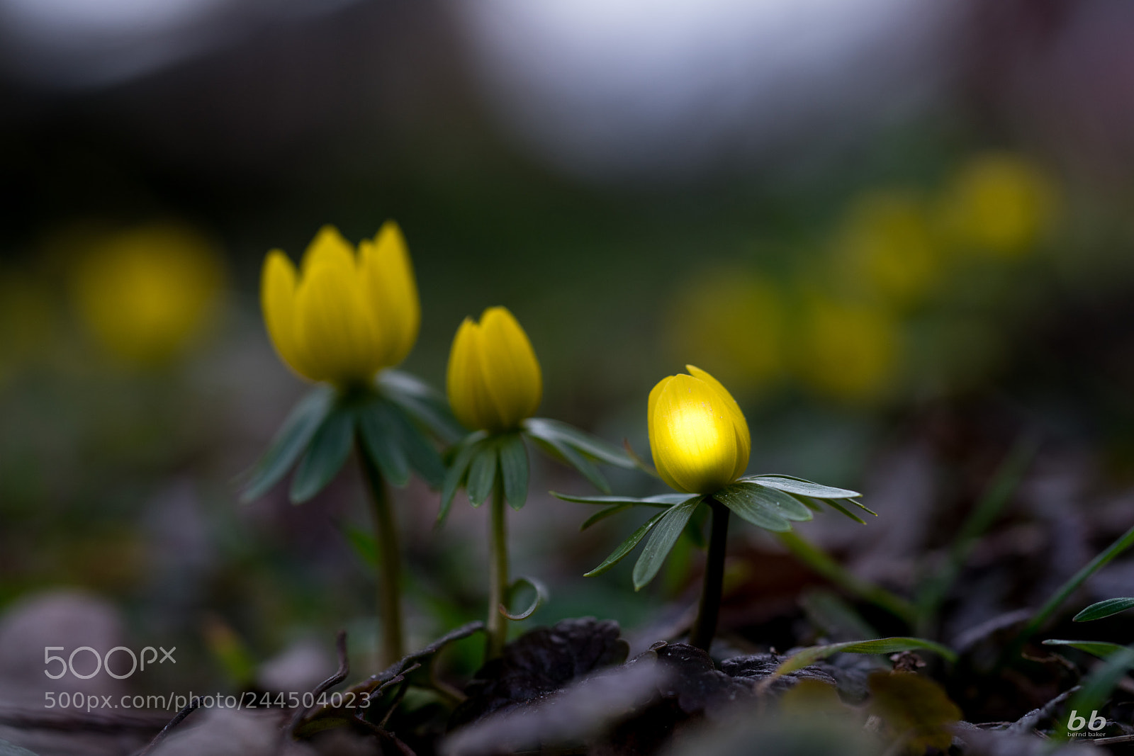 Sony a7R II sample photo. Frühlingsboten photography
