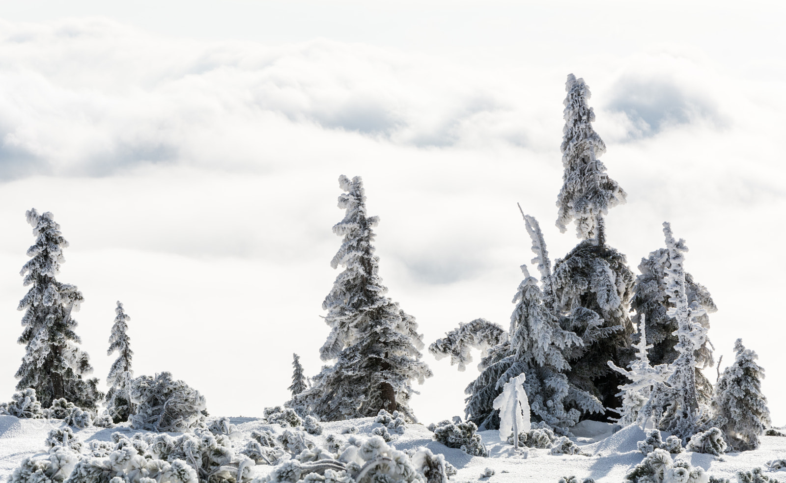 Nikon D7100 sample photo. Above clouds photography