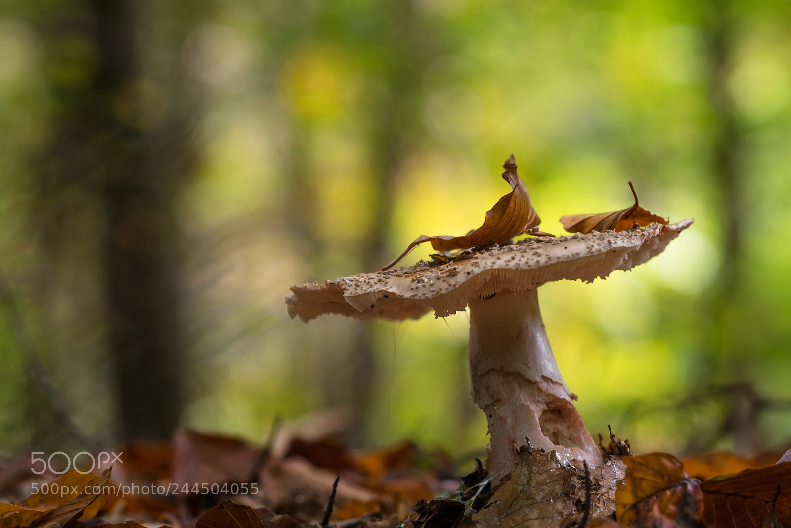 Sony a7R II sample photo. Mushroom veteran photography
