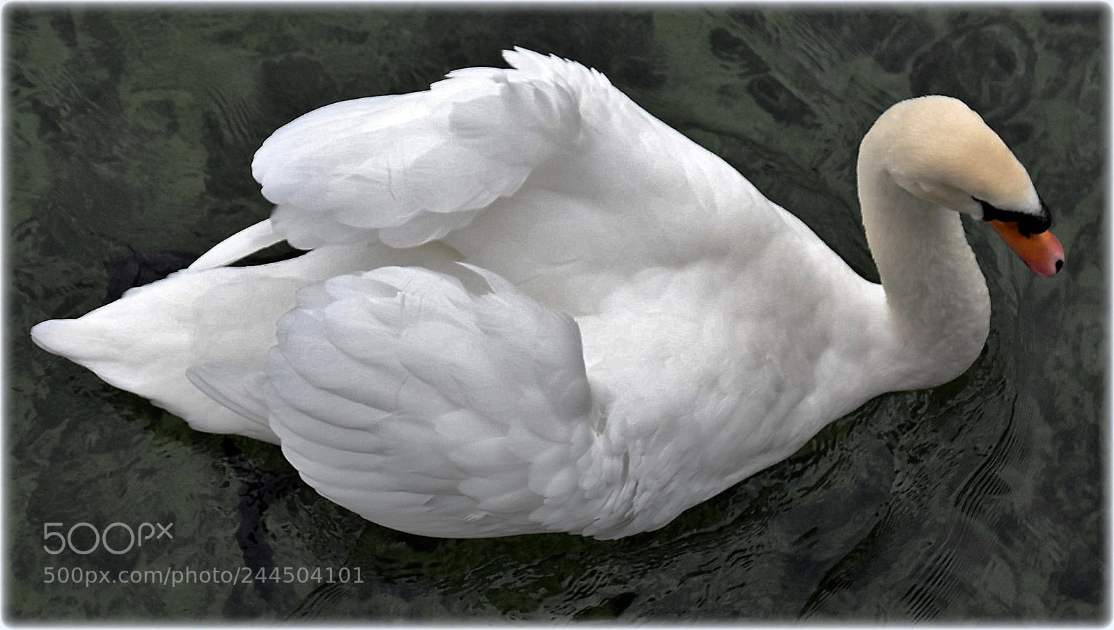 Nikon D7200 sample photo. "swan" photography