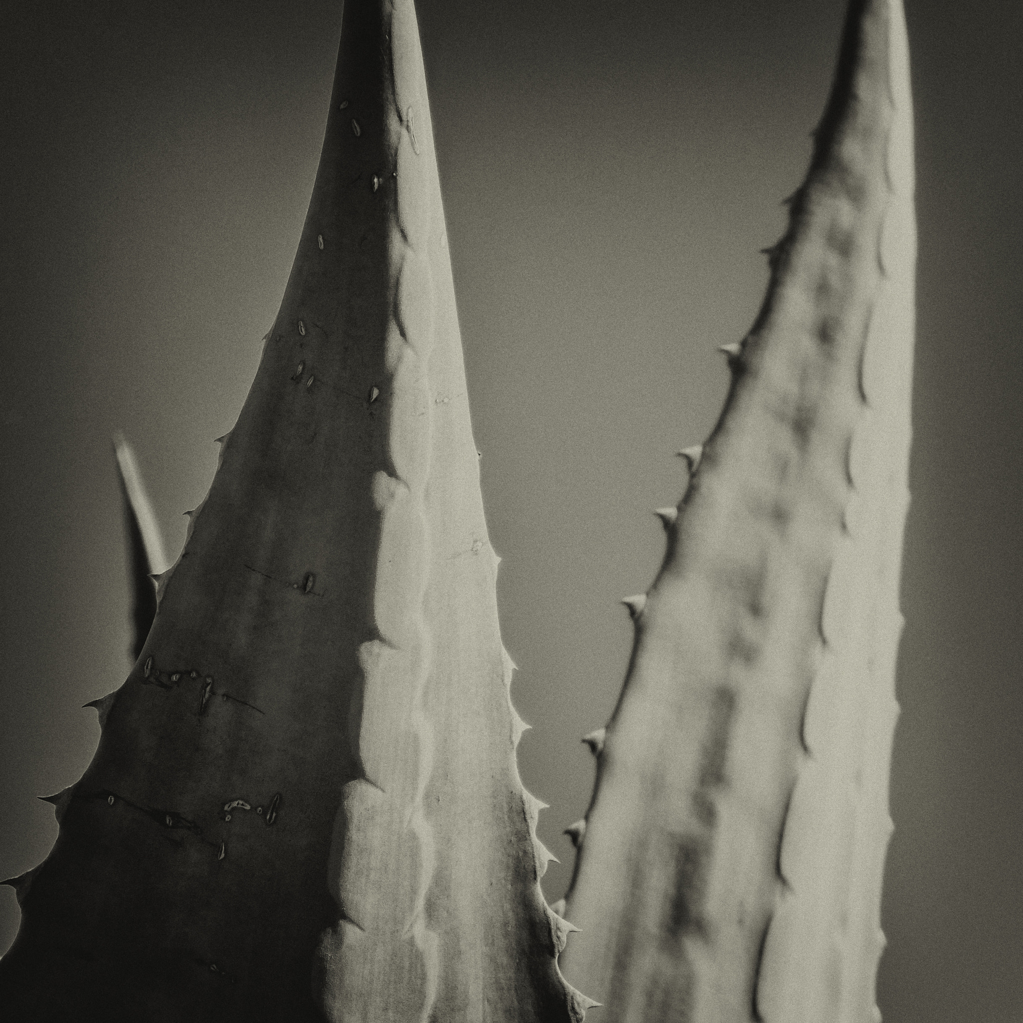 Leica D-Lux 6 sample photo. Cactus i photography