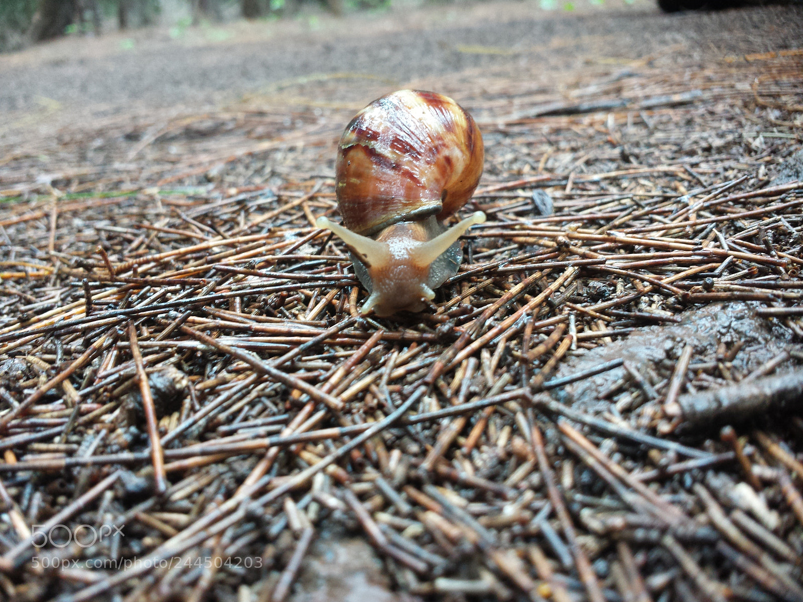 Samsung Galaxy S4 sample photo. Snail on a hike photography
