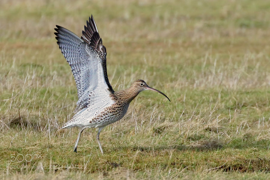 Canon EOS 7D Mark II sample photo. Curlew photography