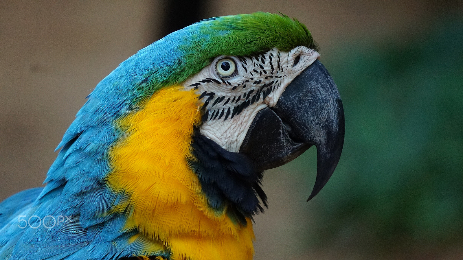 Sony E 55-210mm F4.5-6.3 OSS sample photo. Arara no brasil photography