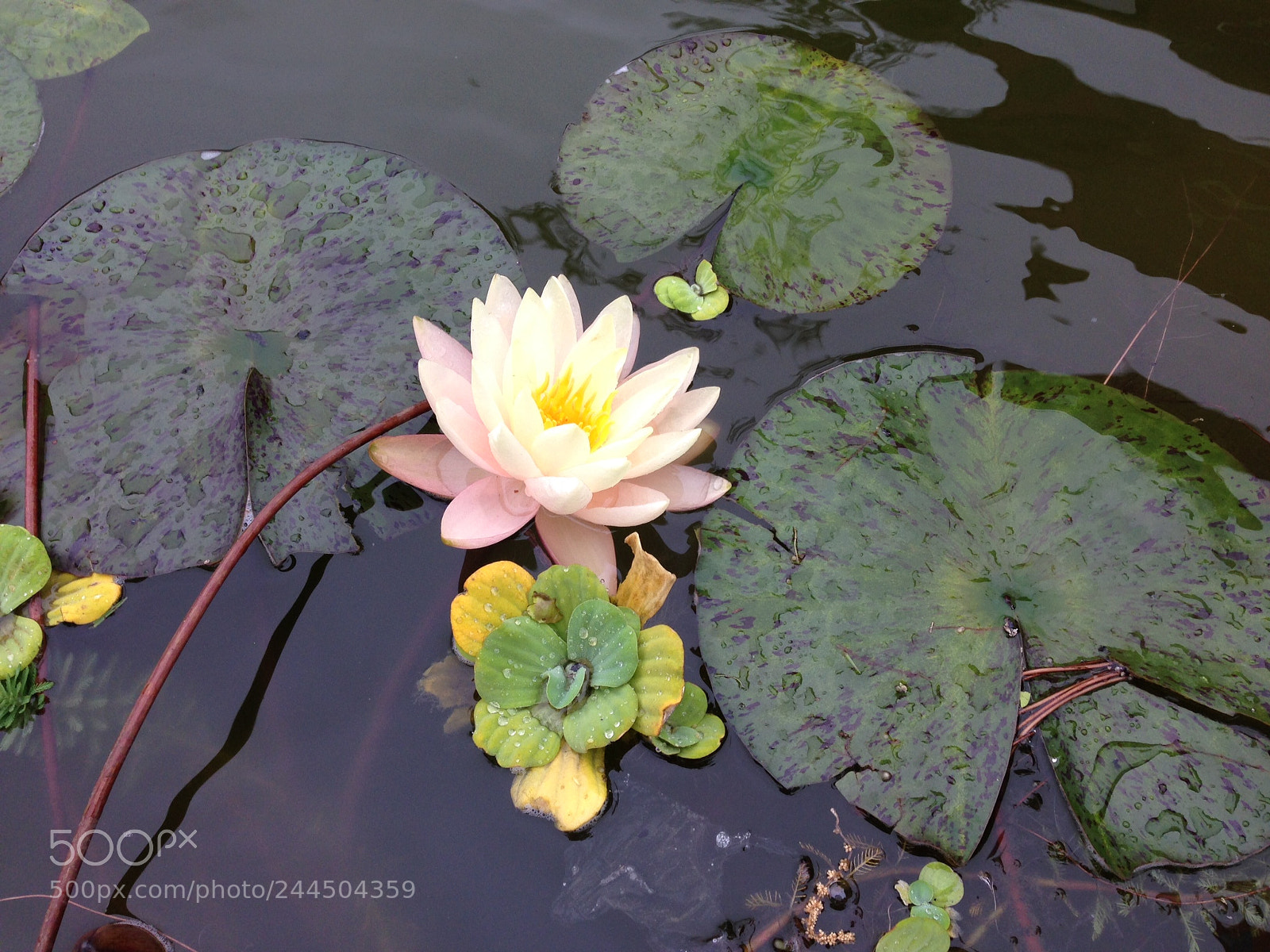 Apple iPhone 5 sample photo. Waterlily.jpg photography