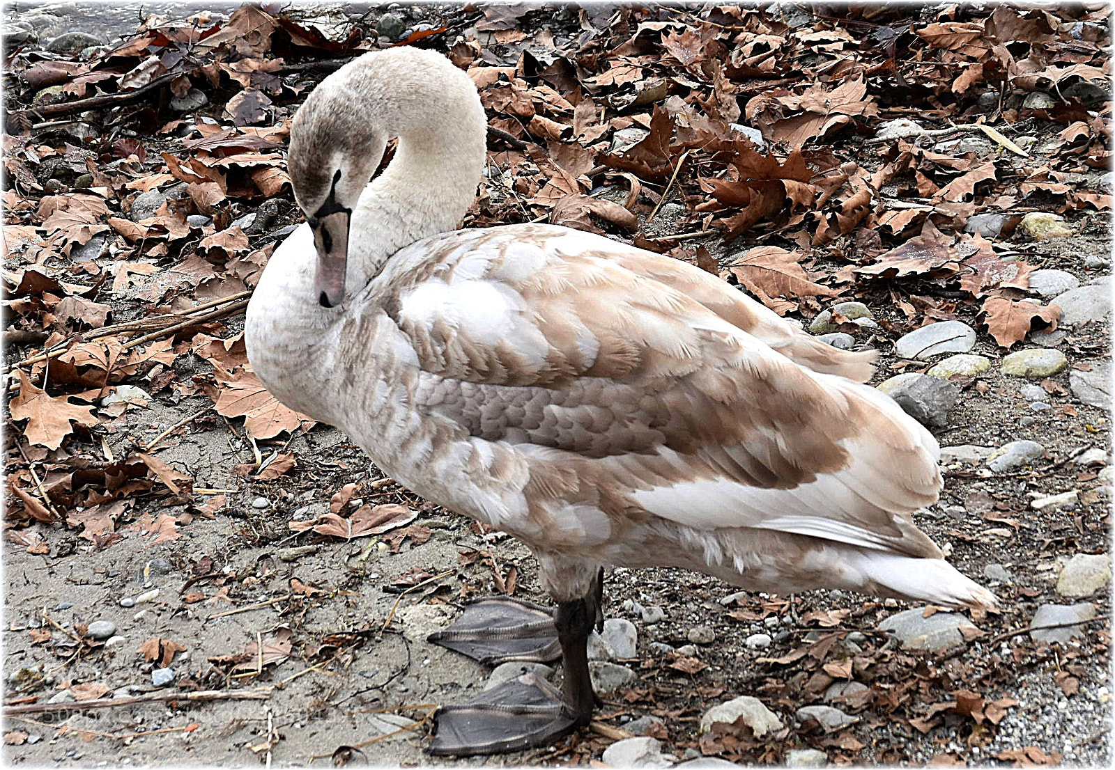 Nikon D7200 sample photo. "young-swan" photography