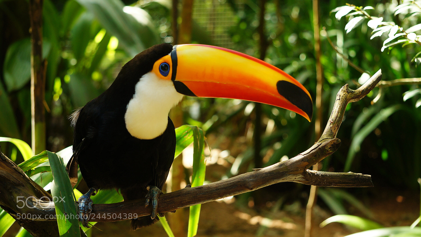 Sony Alpha NEX-5N sample photo. Tucano no brasil photography