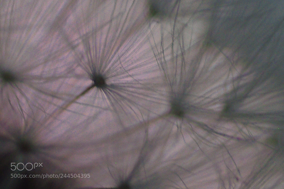 Pentax K200D sample photo. Dandelion photography