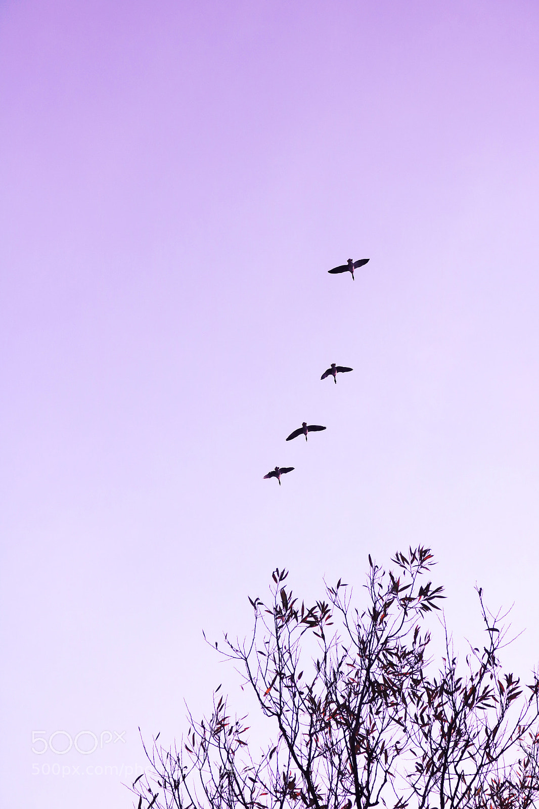Canon EOS 750D (EOS Rebel T6i / EOS Kiss X8i) sample photo. Flight mode photography