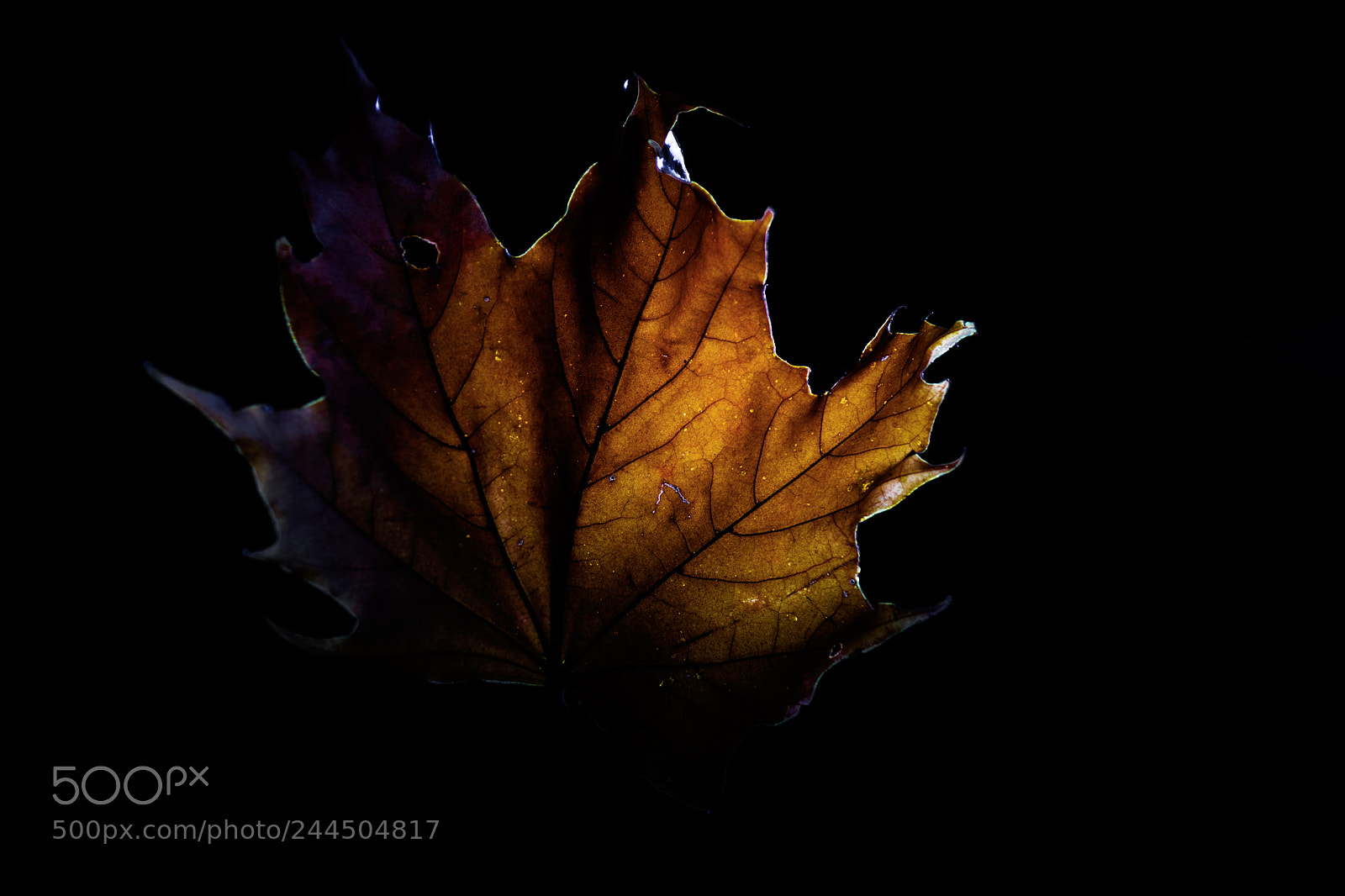 Nikon D7200 sample photo. Leaf photography