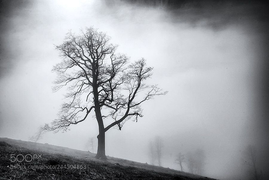 Canon EOS 5D sample photo. An ancient tree tells photography