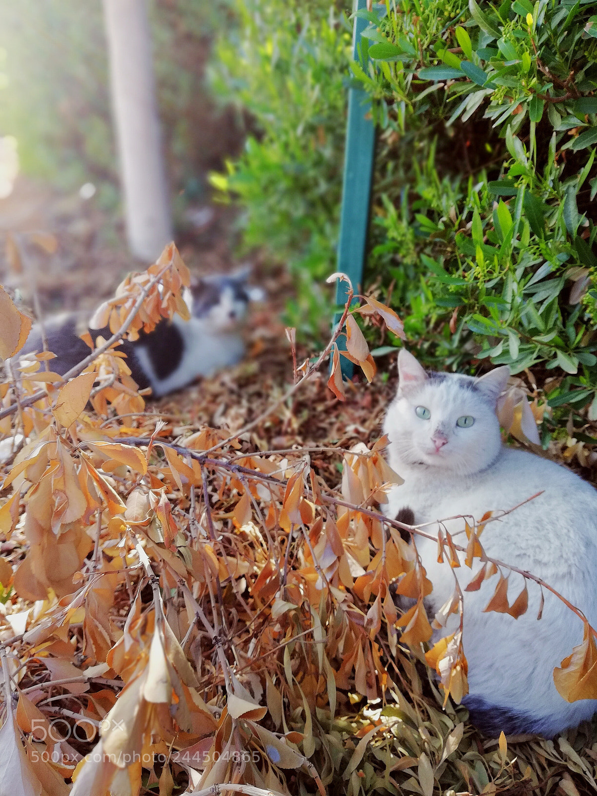 HUAWEI Mate 10 Lite sample photo. Quicq shot photography