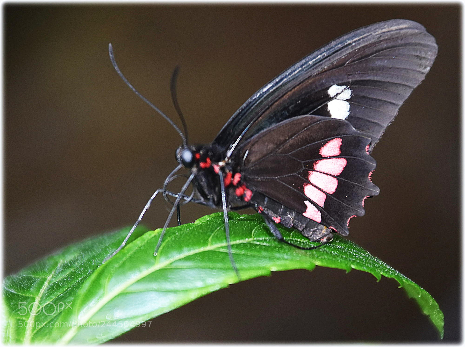 Nikon D7200 sample photo. "on a leaf" photography