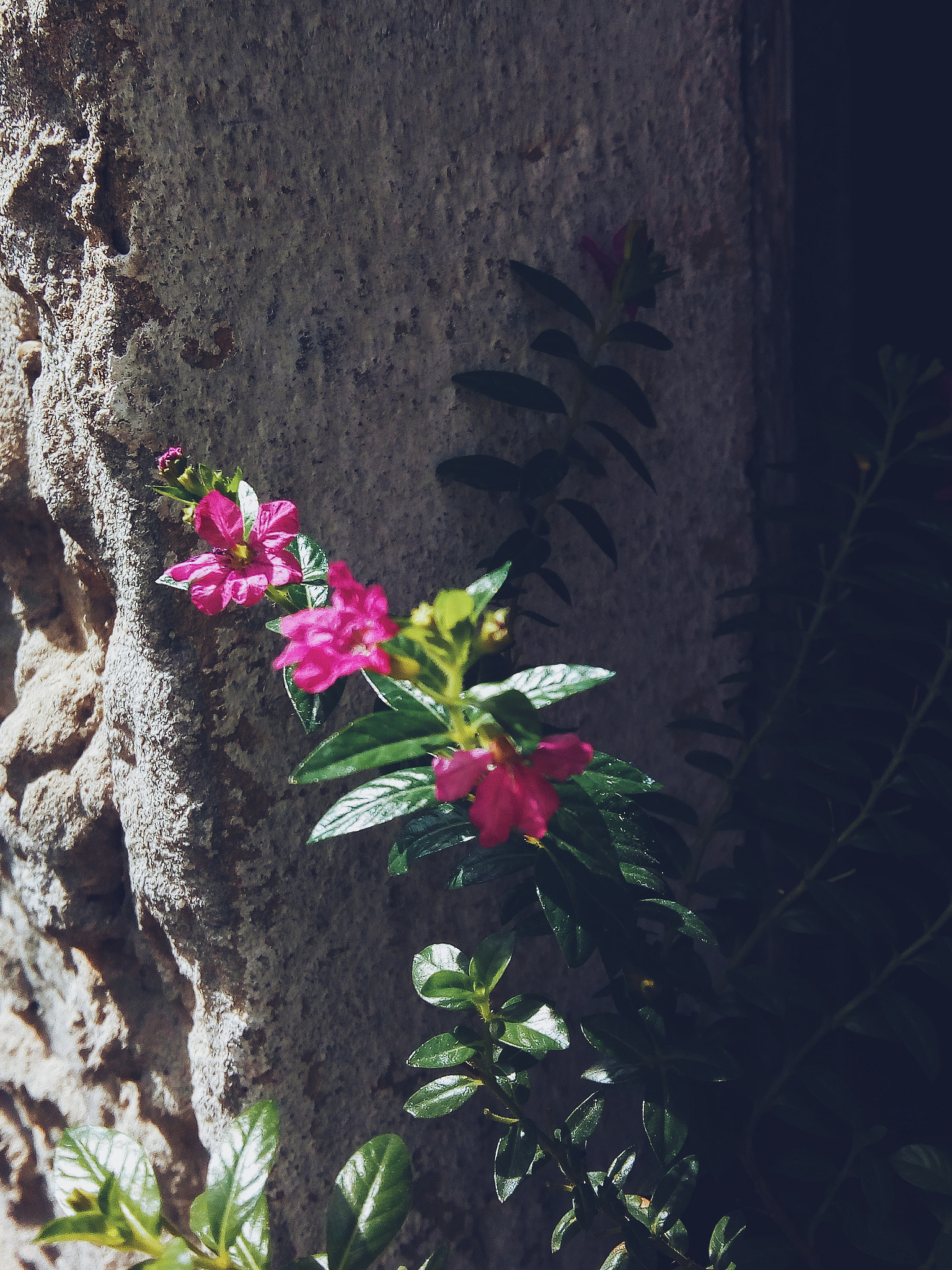 Motorola Moto C Plus sample photo. Little flowers photography