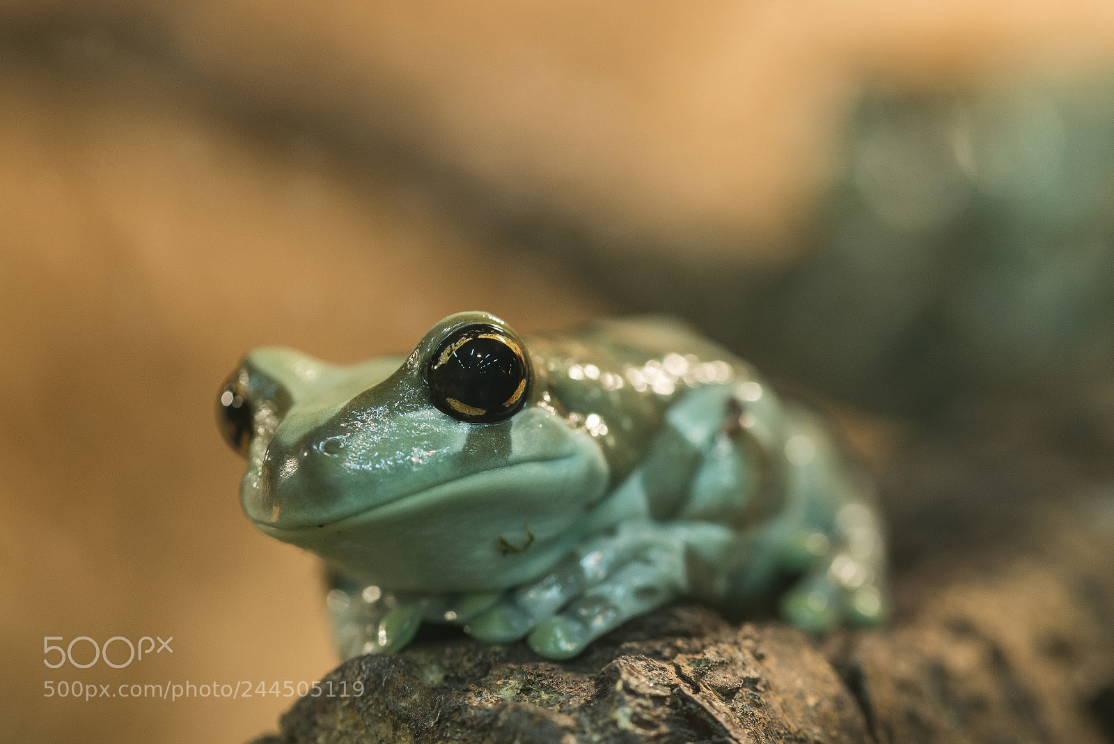 Nikon D610 sample photo. Trachycephalus resinifictrix photography