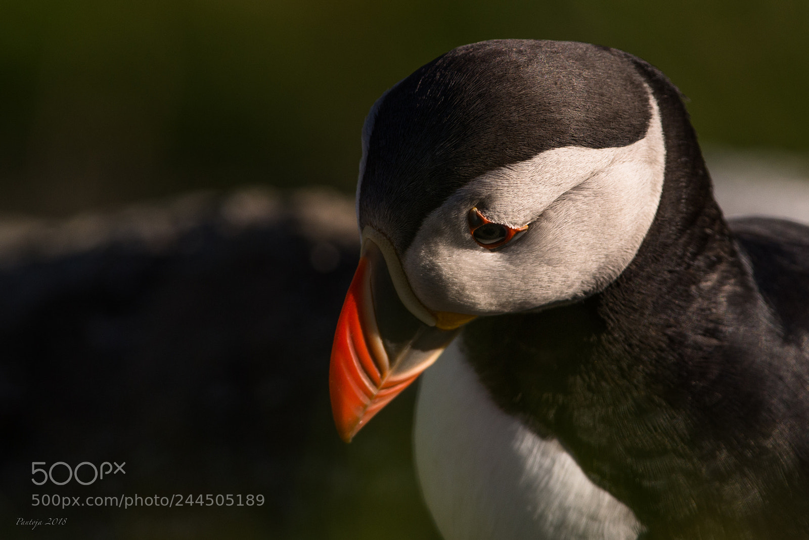 Nikon D600 sample photo. Atlantic puffin photography
