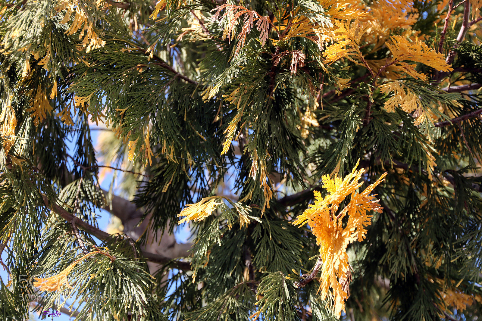 Canon EOS 750D (EOS Rebel T6i / EOS Kiss X8i) sample photo. Untitled photography