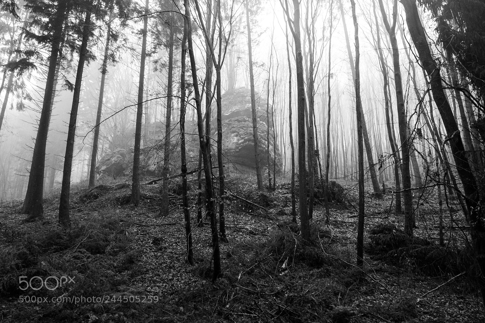Fujifilm X-T1 sample photo. Rock, trees, fog photography