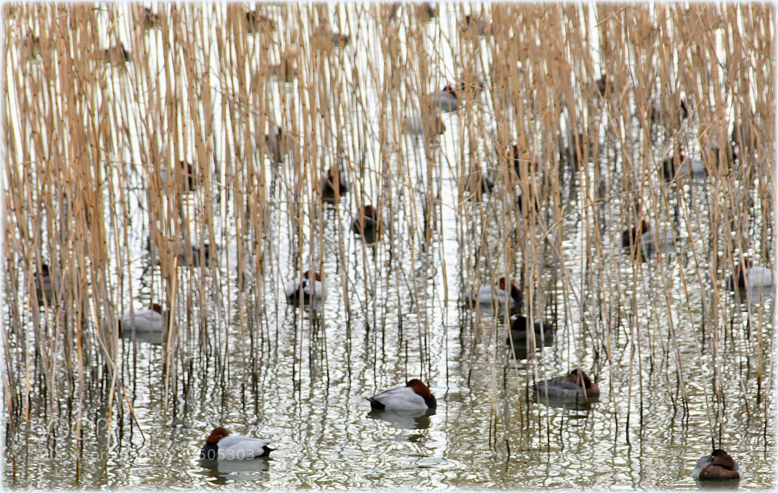 Nikon D7200 sample photo. "ducks" photography