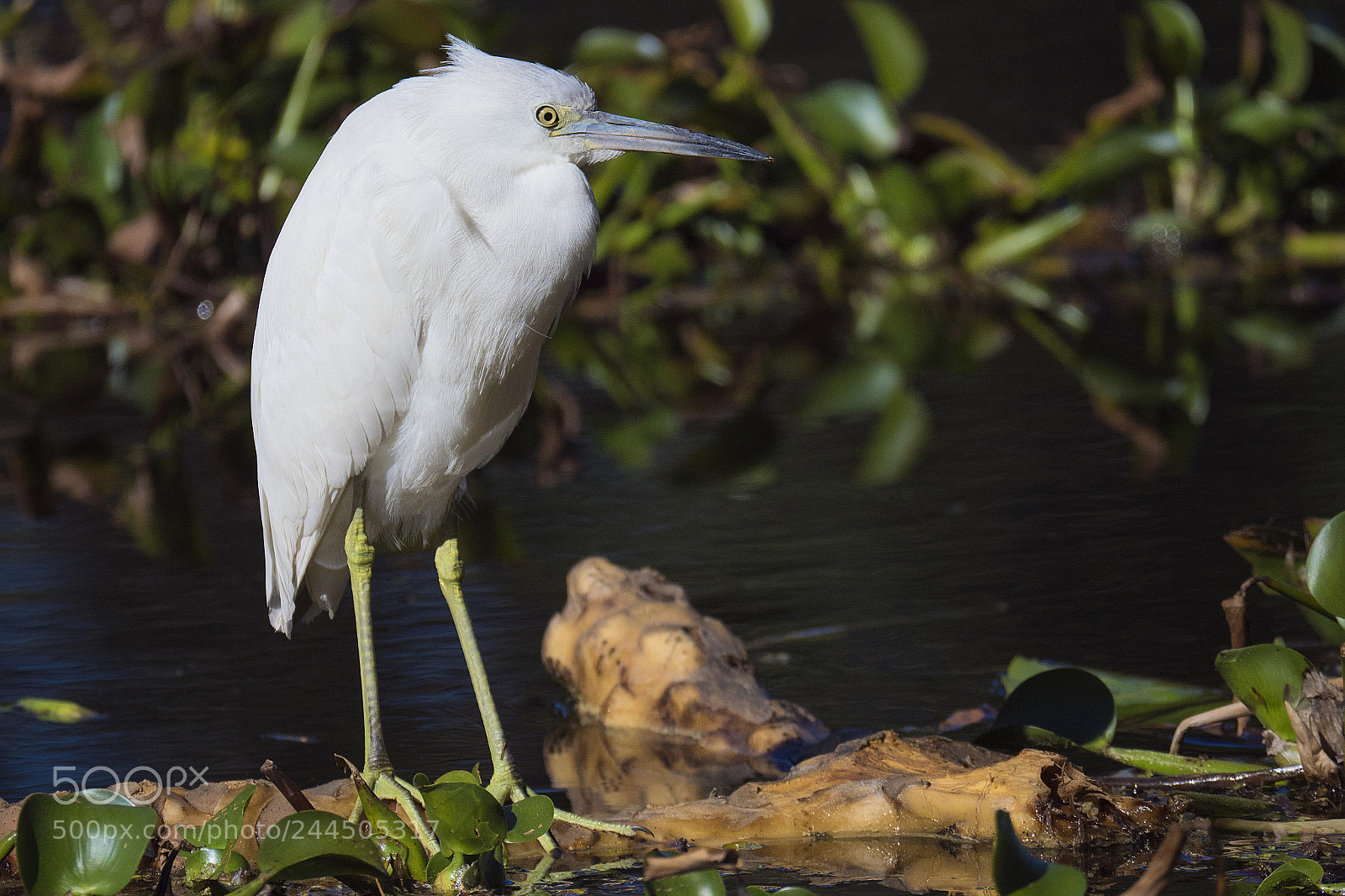 Olympus OM-D E-M1 Mark II sample photo. Little blue heron during photography