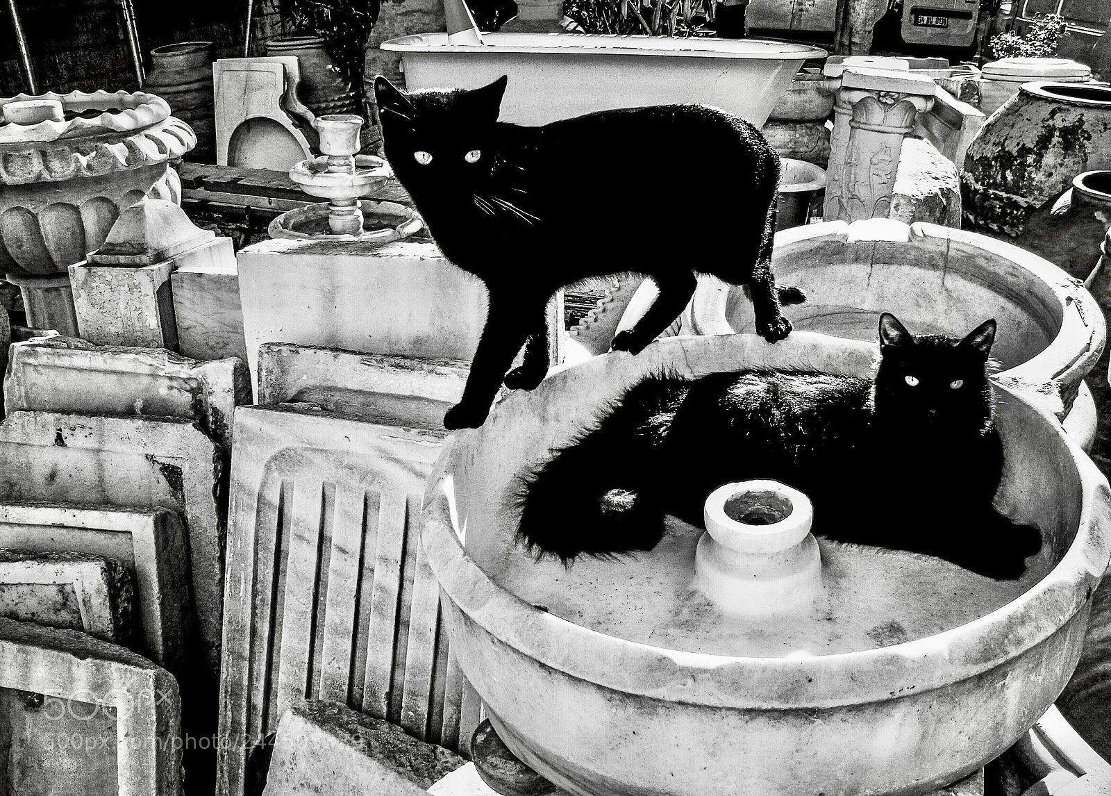 Canon EOS 100D (EOS Rebel SL1 / EOS Kiss X7) sample photo. Cats eyes photography