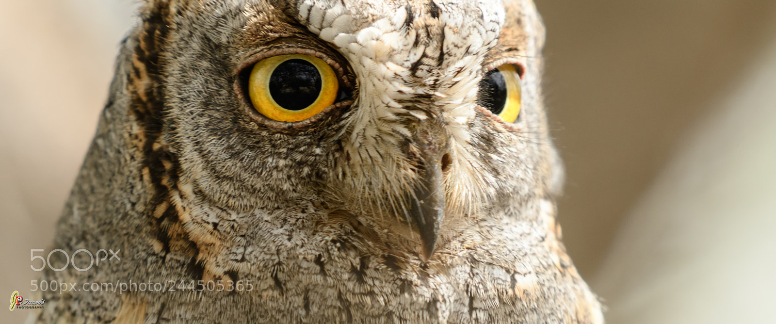 Nikon D500 sample photo. Jac photography
