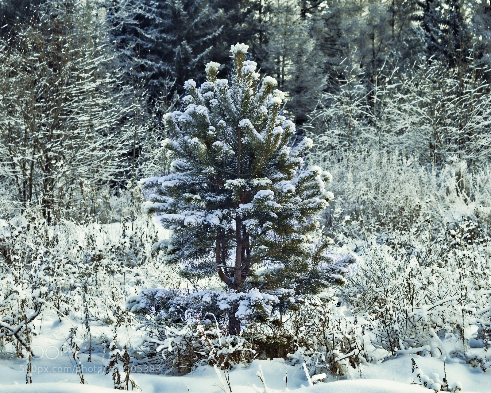 Canon EOS 1300D (EOS Rebel T6 / EOS Kiss X80) sample photo. Snow vs pine photography