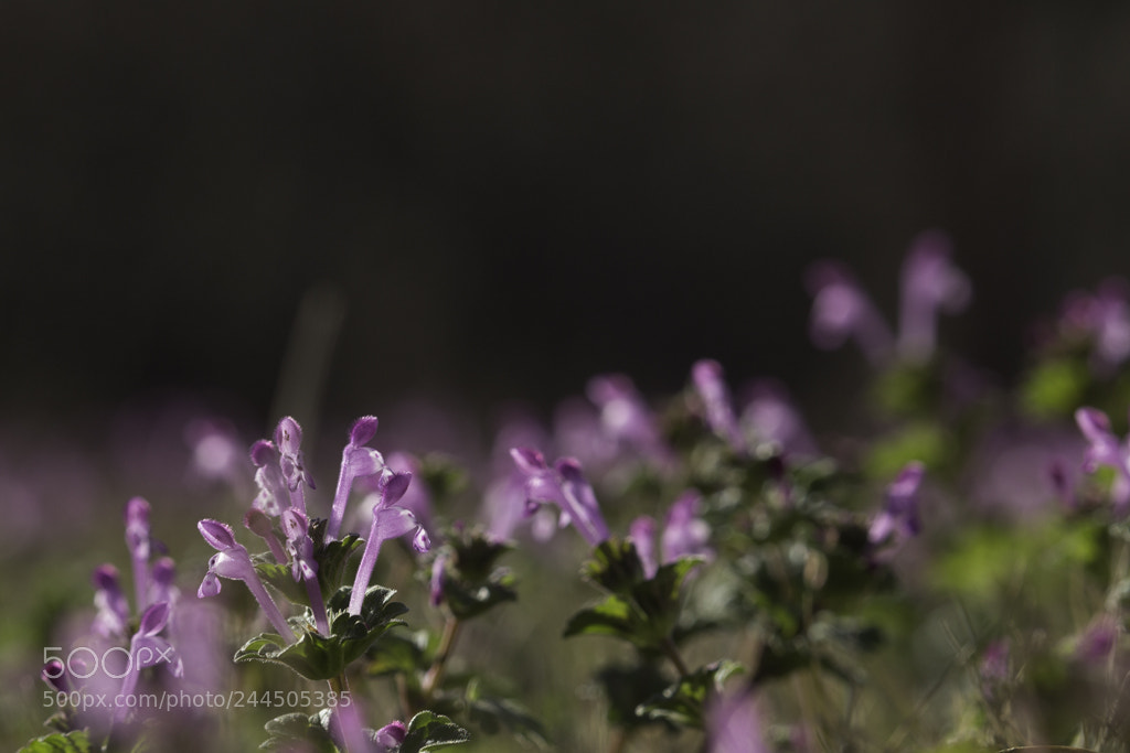 Canon EOS 700D (EOS Rebel T5i / EOS Kiss X7i) sample photo. Little purples photography