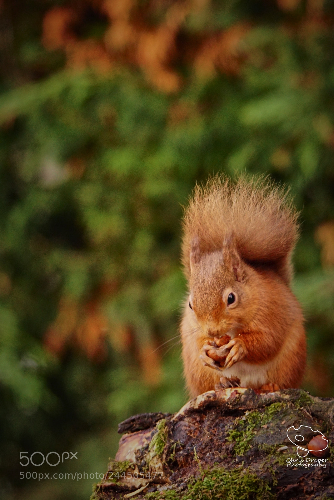 Sony ILCA-77M2 sample photo. The nutcracker photography