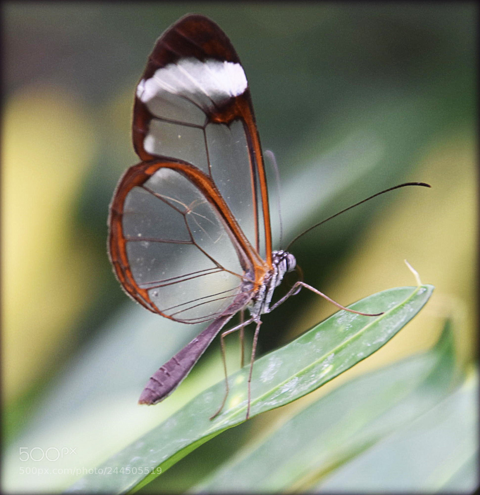 Nikon D7200 sample photo. "transparent" photography