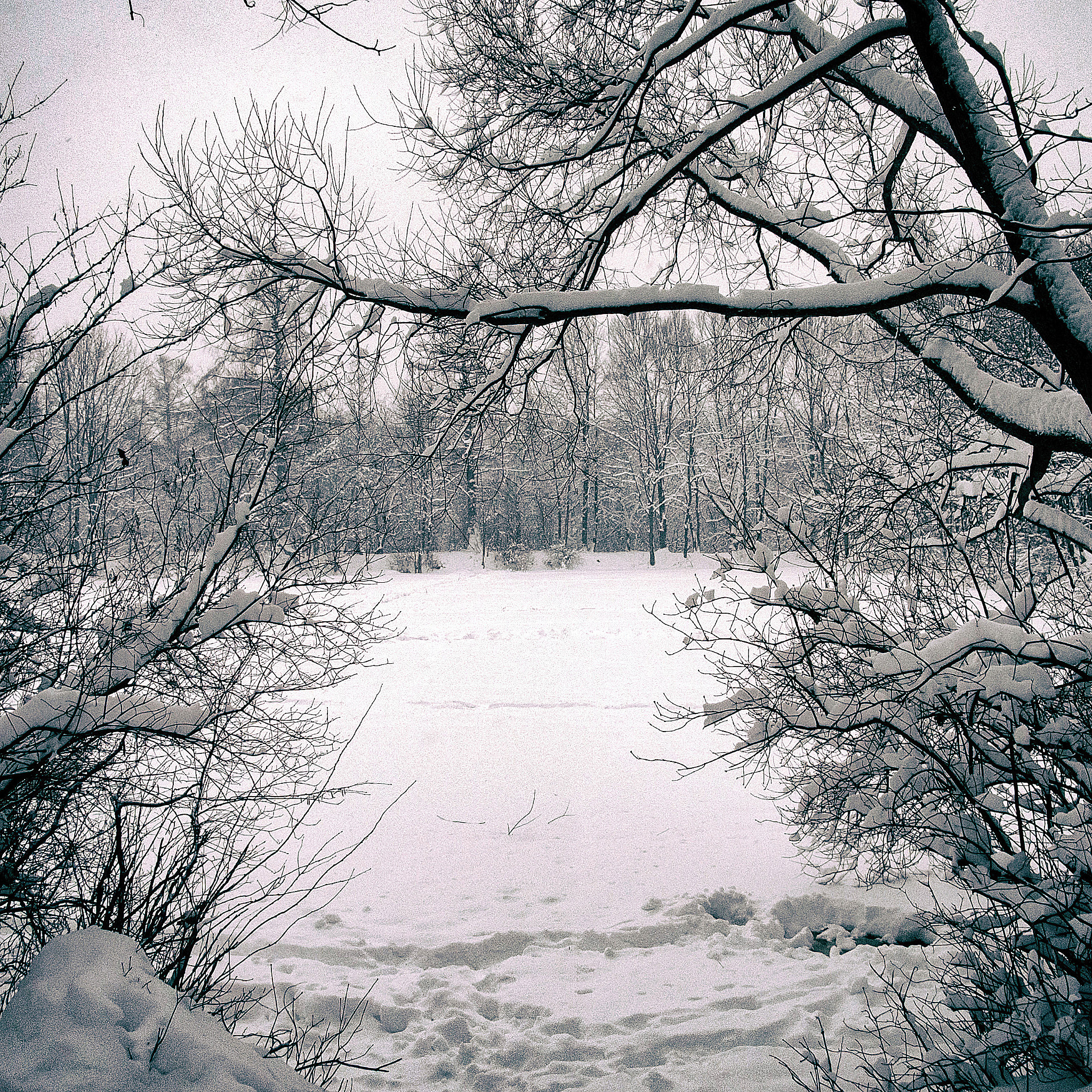 Ricoh CX6 sample photo. Frosty forest photography