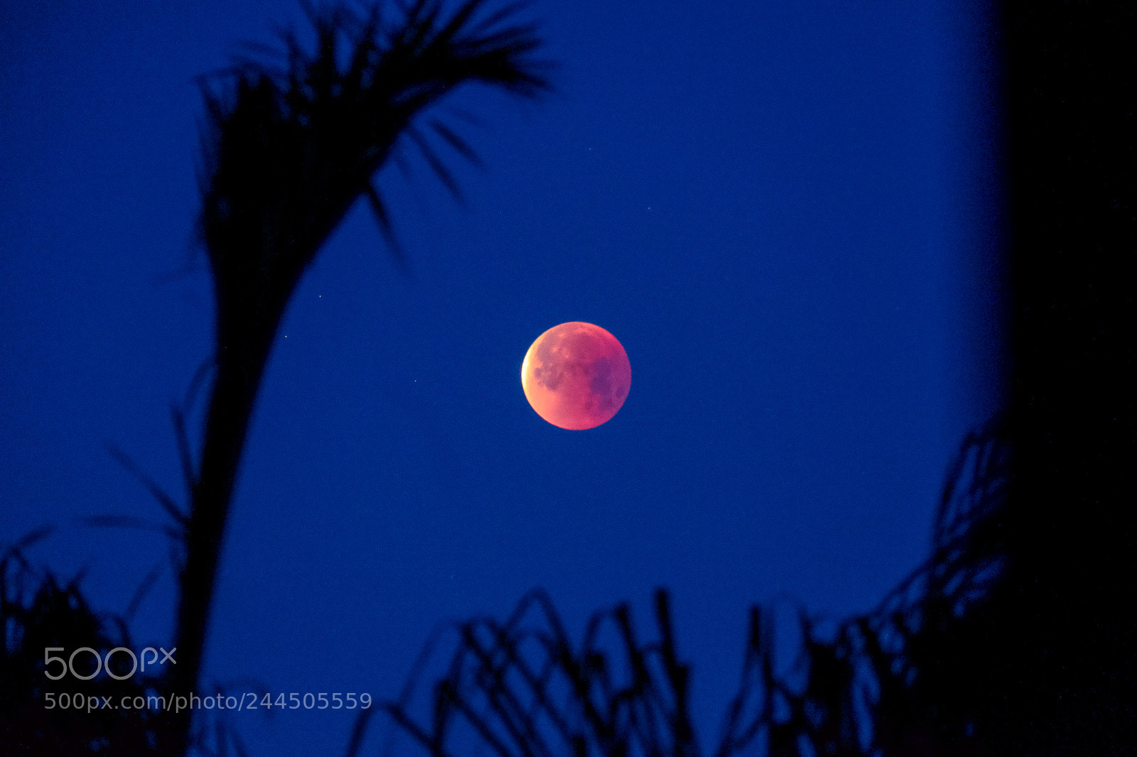 Fujifilm X-E2 sample photo. Super blue blood moon photography