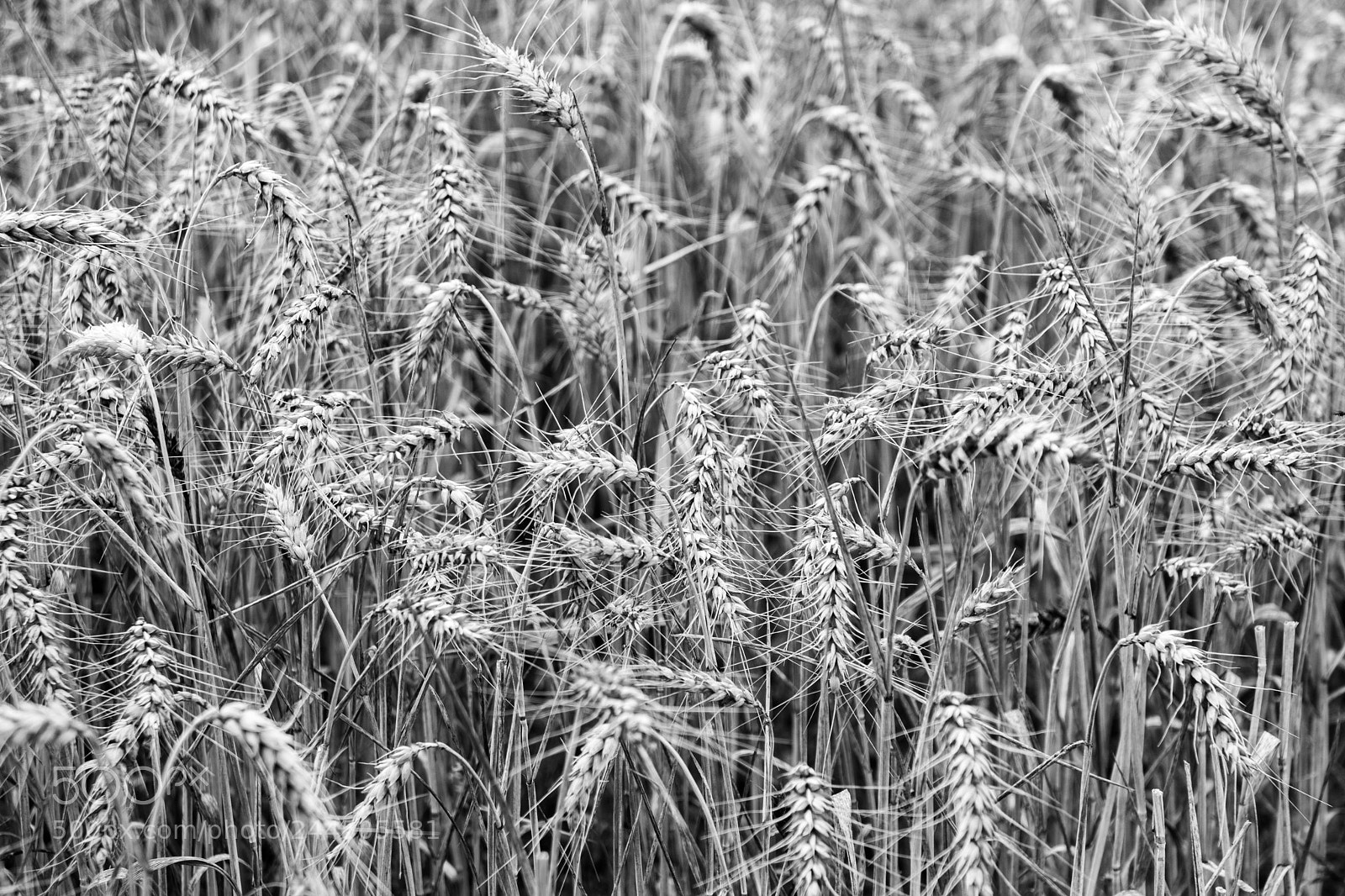 Sony ILCA-77M2 sample photo. Grain photography